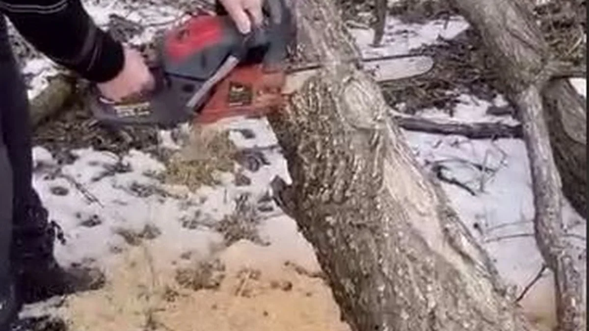 Новости Ингушетии: Сотрудники Малгобекского охотучастка освободили территорию от упавших деревьев