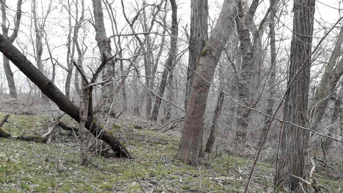 В Ингушетии возбудили дело за рубку леса на несколько миллионов рублей