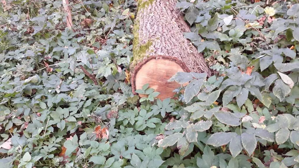 Новости Ингушетии: В Ингушетии полиция выявила незаконную рубку пятиметровой ольхи