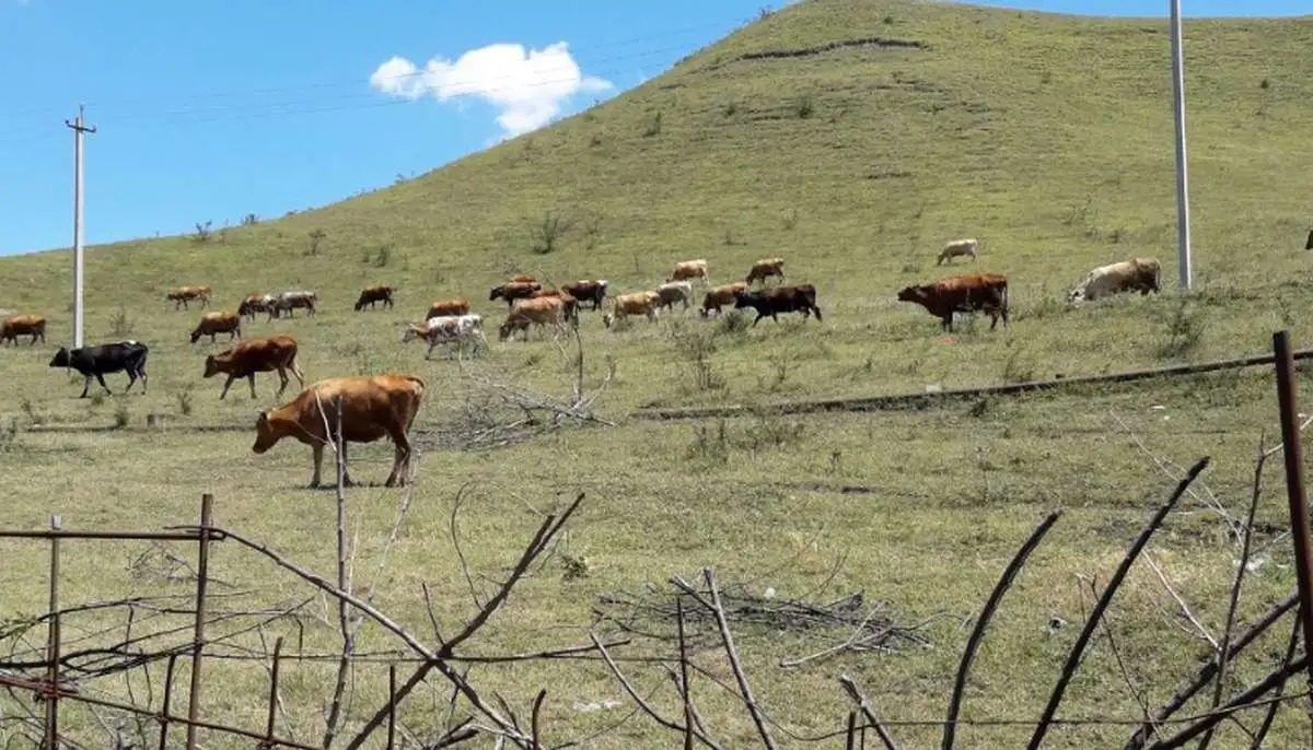 Аграрии Ингушетии заготовили 55 тысяч тонн кормов для зимовки животных