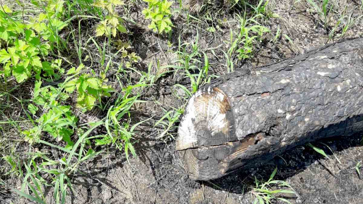 В Ингушетии зафиксирована незаконная вырубка лесных насаждений