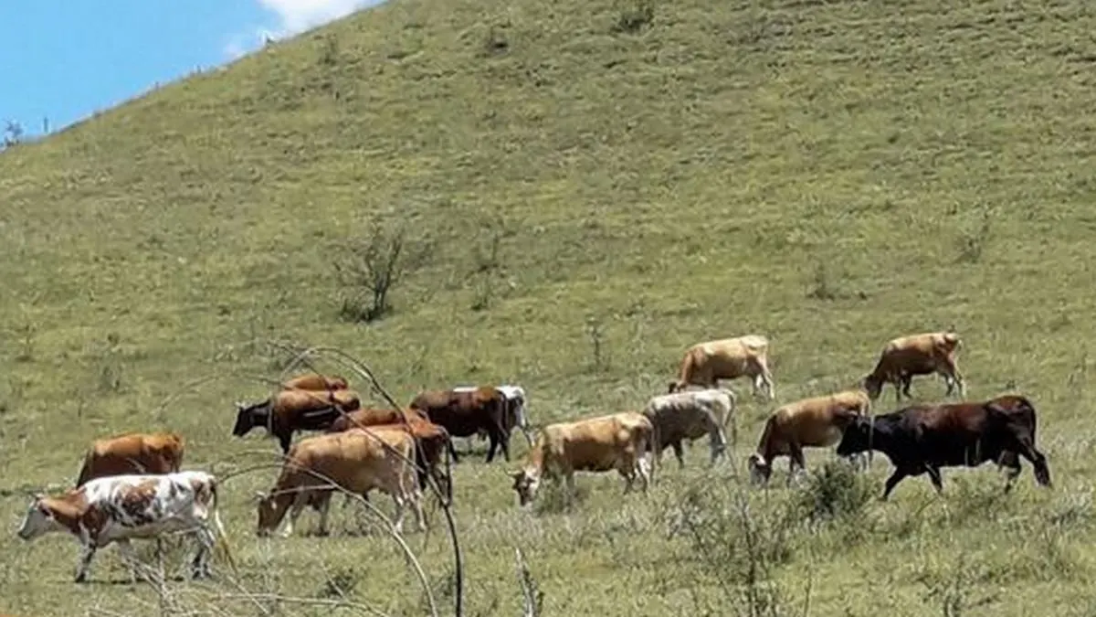 Новости Ингушетии: В Ингушетии хозяину вернули пропавших корову и телёнка