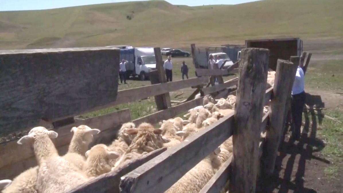 Новости Ингушетии: В Ингушетии раздали более 2000 жертвенных животных в помощь нуждающимся