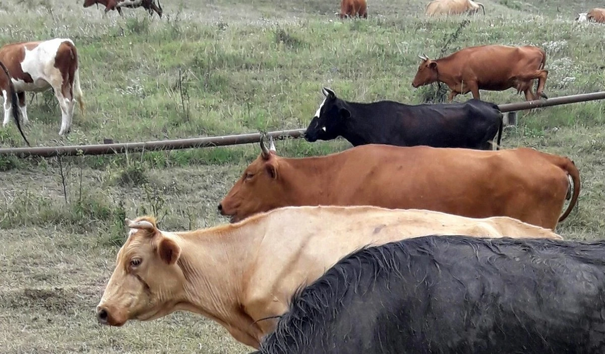 Новости Ингушетии: Кавказское межрегиональное управление Россельхознадзора предупреждает о гиподерматозе  крупного рогатого скота