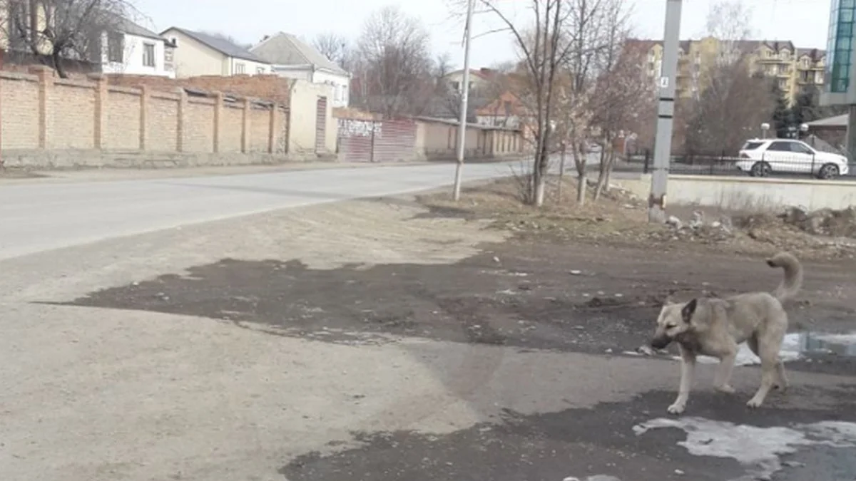Новости Ингушетии: Проблема бродячих собак периодически дает о себе знать на улицах Ингушетии