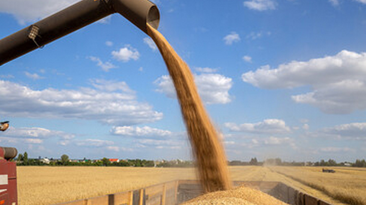 Новости Ингушетии: В Ингушетии полным ходом идет уборка зерновых культур