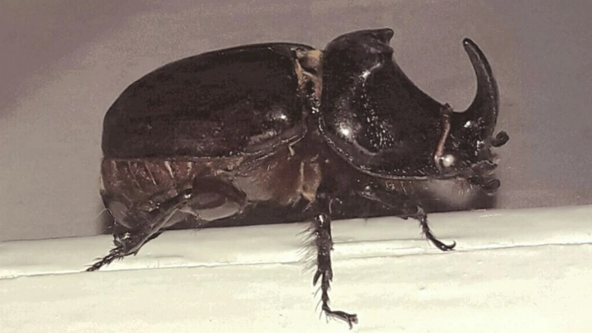 Новости Ингушетии: Жители Ингушетии назвали жука-носорога самым милым насекомым