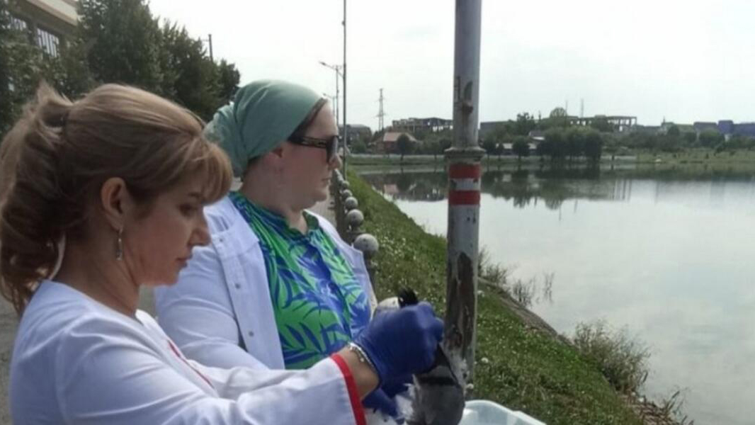 Новости Ингушетии: Специалисты ветслужбы Ингушетии выясняют причину гибели голубей Общество