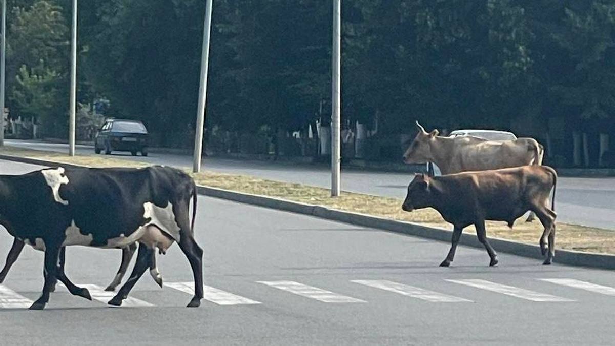 На улицах Малгобека пасутся буренки нерадивых владельцев