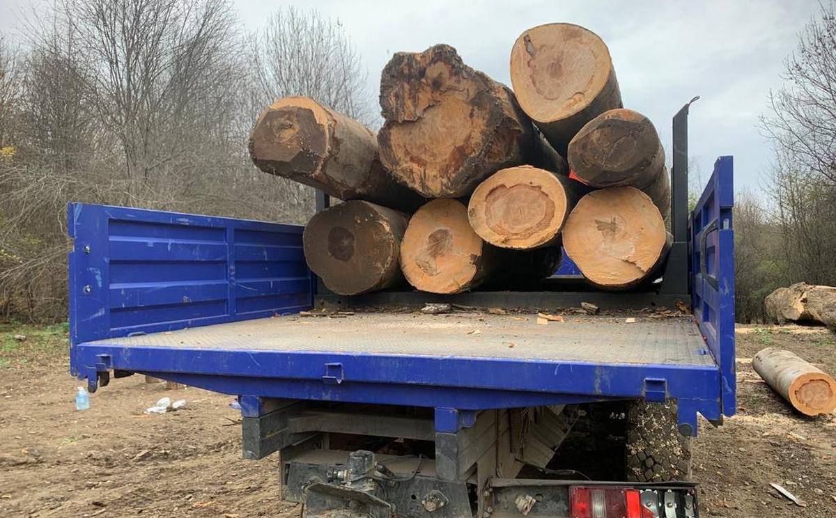 Новости Ингушетии: В Ингушетии установлен новый факт незаконной рубки леса