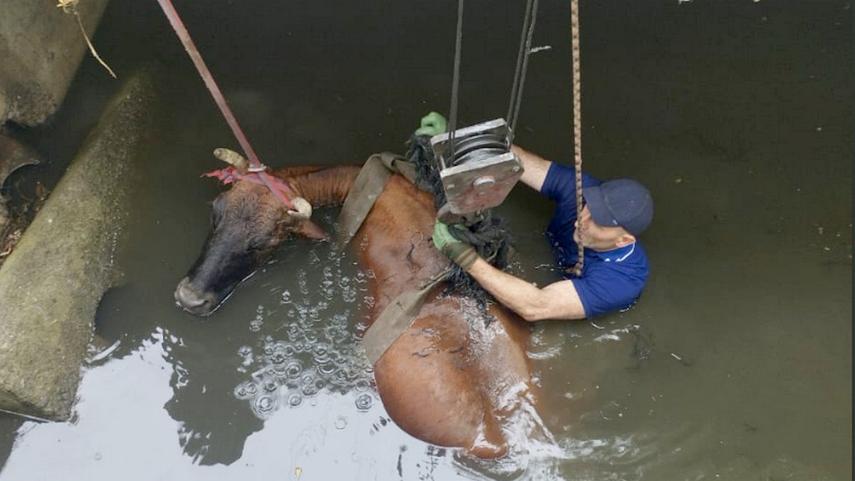 Новости Ингушетии: Спасатели Ингушетии спасли буренку, упавшую в большую яму с водой