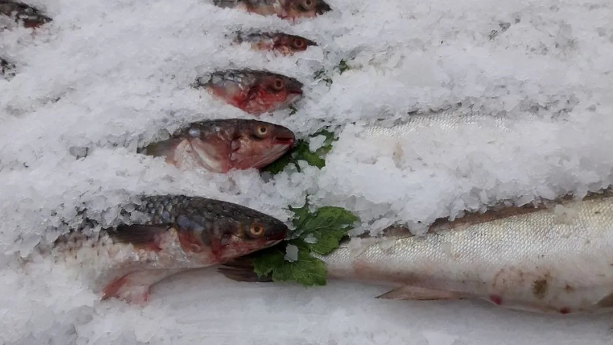 Новости Ингушетии: Рыбный день должен стать здоровой традицией жителей Ингушетии