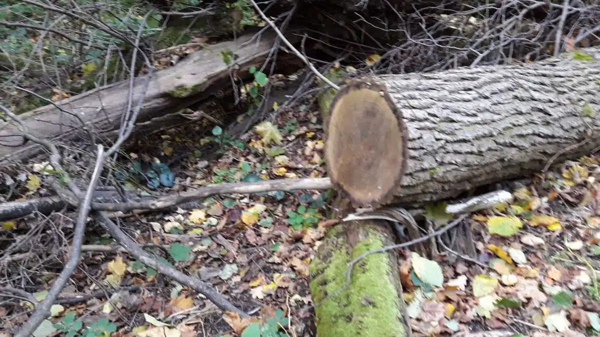Новости Ингушетии: Полиция Ингушетии обнаружила  в лесу 17 незаконно срубленных стволов бука