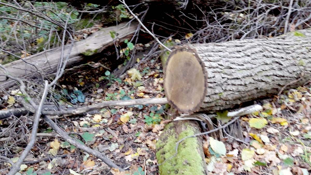 В Ингушетии возбудили  уголовное дело после рубки леса на 278,5 млн рублей
