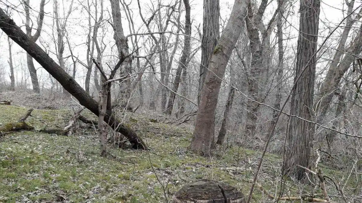Новости Ингушетии: Медведи в лесах Ингушетии готовятся к зимней спячке