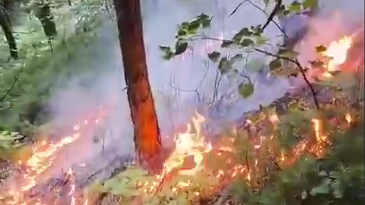 Новости Ингушетии: Горный ландшафт усложнил борьбу с огнем в лесном массиве Ингушетии