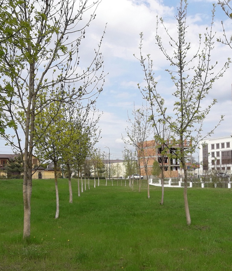 Новости Ингушетии: В Ингушетии надо посадить один миллион деревьев