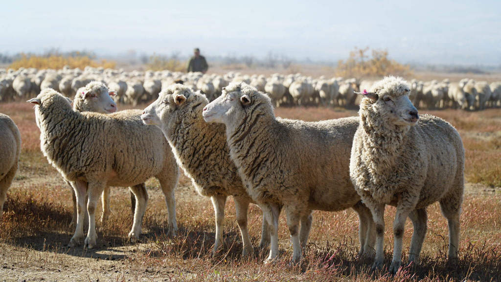 Новости Ингушетии: Овцеводческая отрасль России получит дополнительные импульсы развития