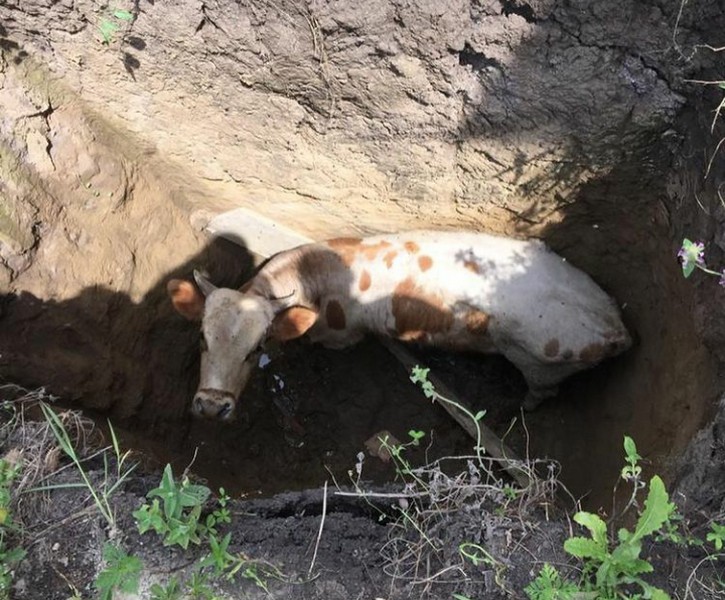 Новости Ингушетии: В Ингушетии спасатели извлекли корову, упавшую в глубокую яму