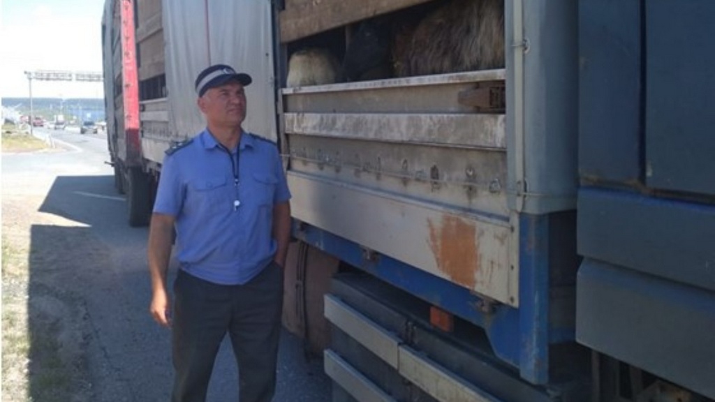 Новости Ингушетии: В Татарстане пресекли несанкционированный ввоз овец из Ингушетии