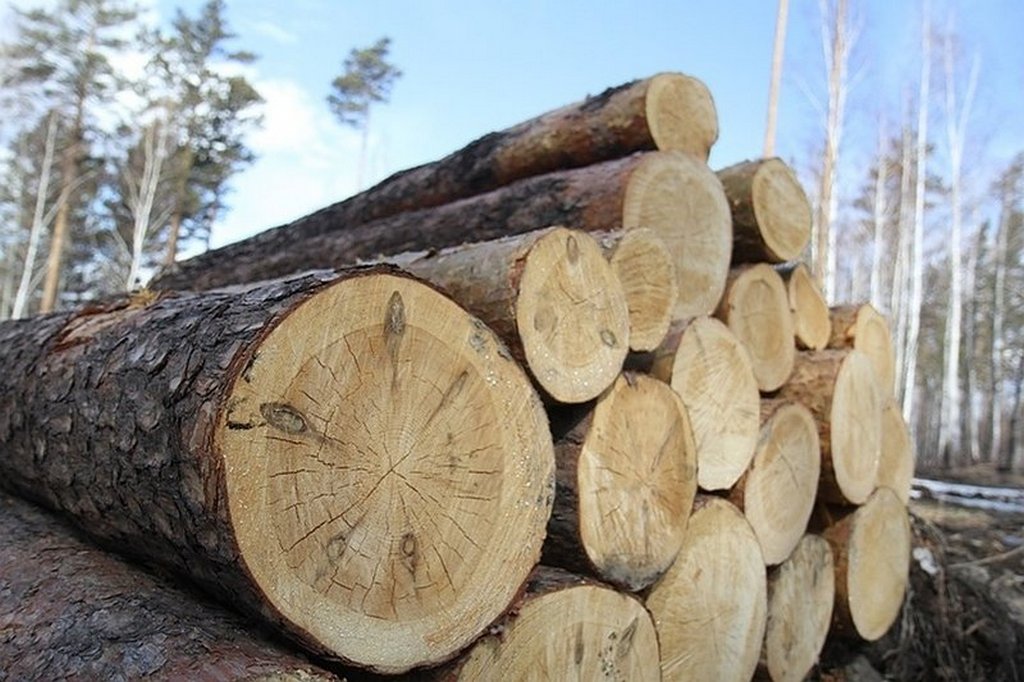 Новости Ингушетии: Лес в Ингушетии спасают от незаконной вырубки