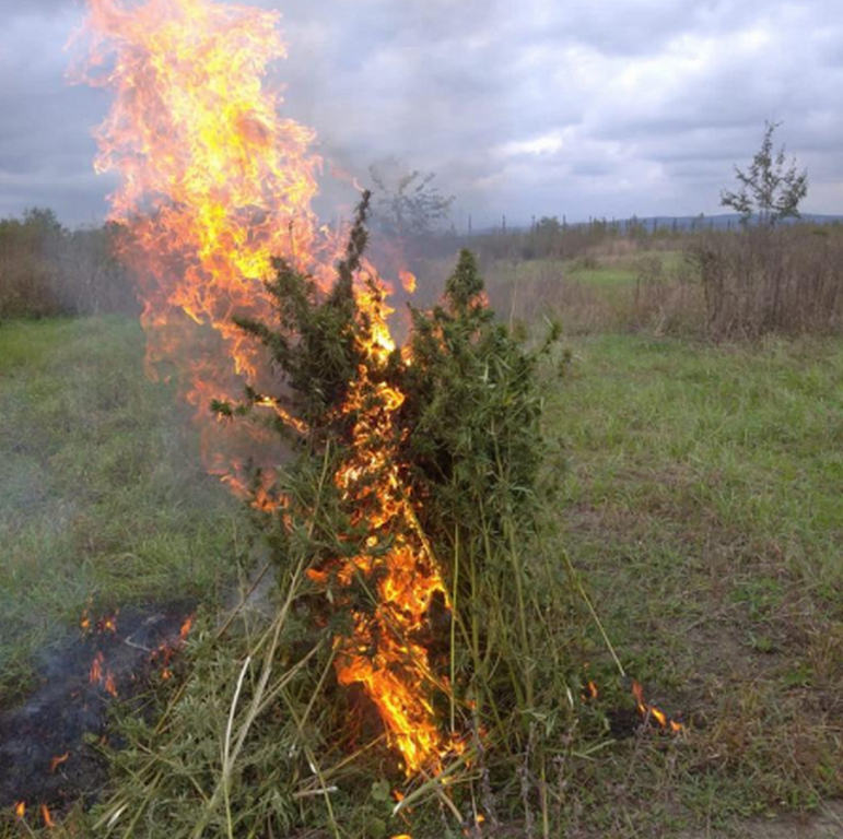 Новости Ингушетии: Участки дикорастущей конопли сжигают в Ингушетии
