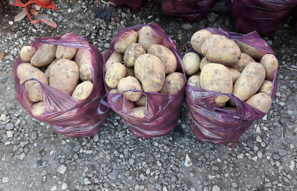 Новости Ингушетии: О весенней посадке картофеля гражданам надо думать зимой