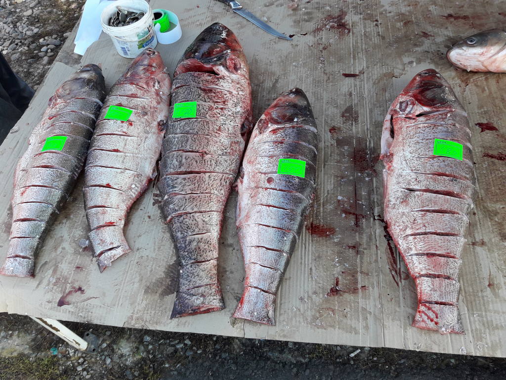 Новости Ингушетии: Показатель потребления рыбной продукции растет в Ингушетии