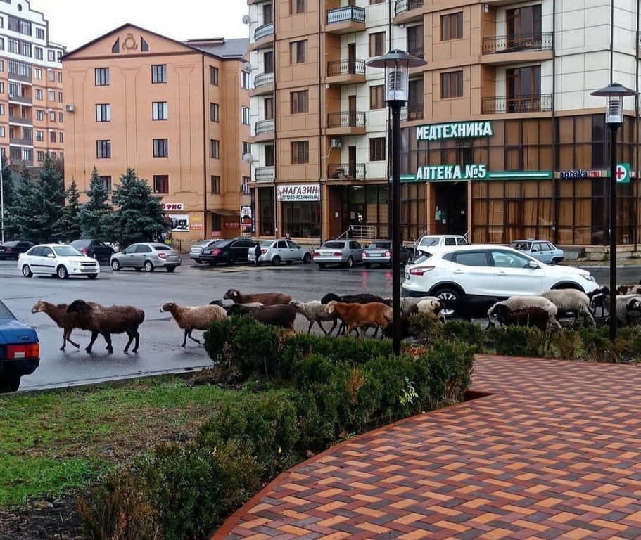 Новости Ингушетии: Нелицеприятная картина на оживленных улицах города