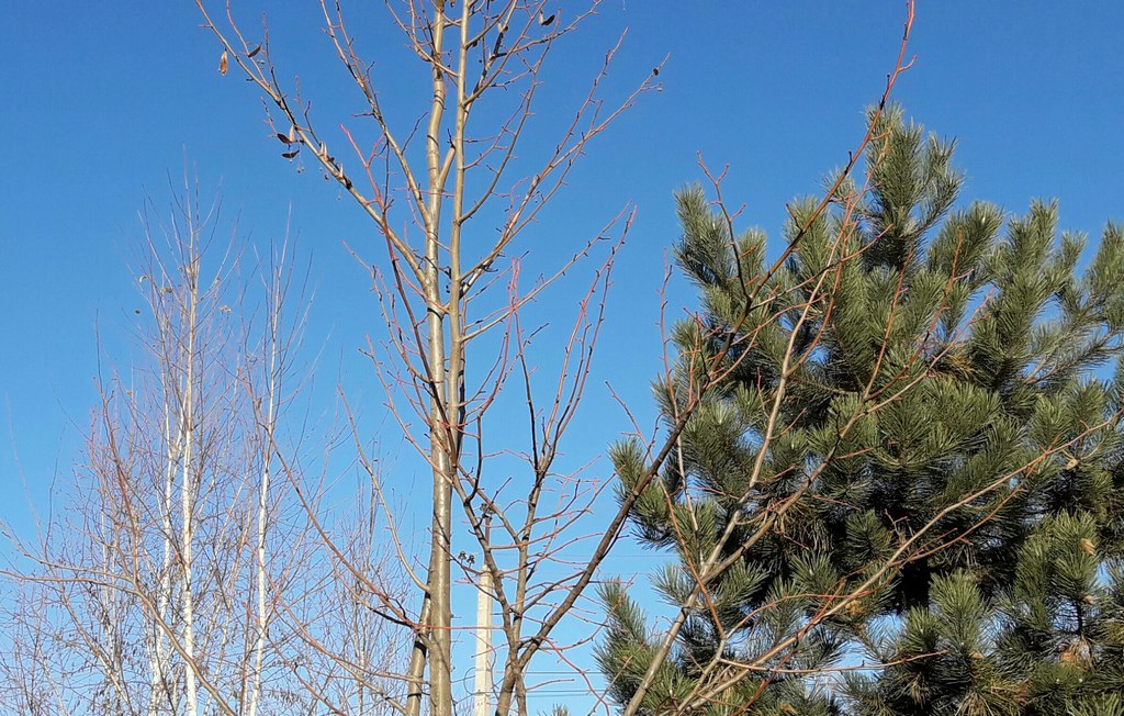 Новости Ингушетии: В Ингушетии наступила пора, когда растения и деревья «впадают в сон»