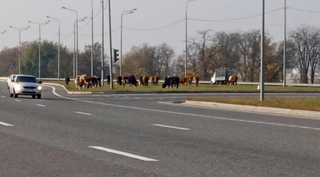 Новости Ингушетии: Крупнорогатый скот может стать причиной опасного ДТП