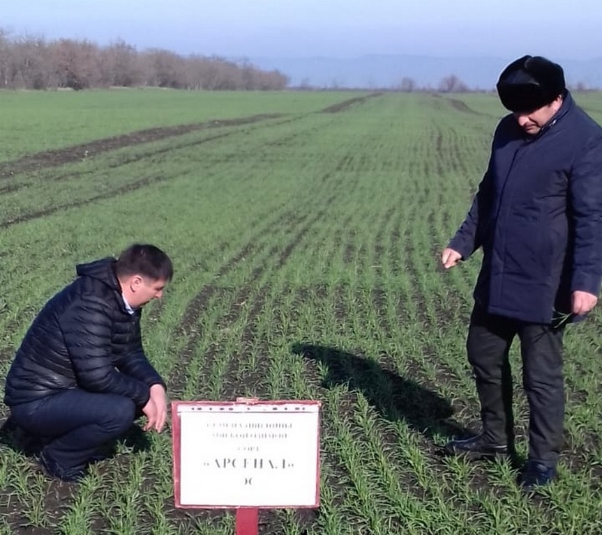 Новости Ингушетии: Всхожесть семян 6 сортов пшеницы, испытуемых Ингушским РСЦ в полевых условиях, составляет 98%