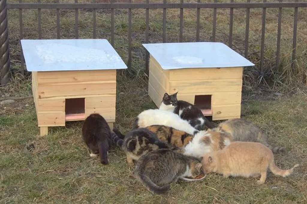 Новости Ингушетии: В Ингушетии установили 12 домиков для безнадзорных кошек