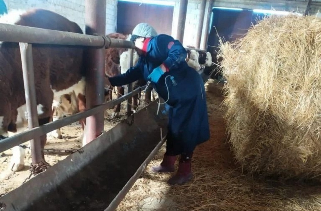 Новости Ингушетии: Вакцинация крупнорогатого скота от опасного заболевания начата в Ингушетии