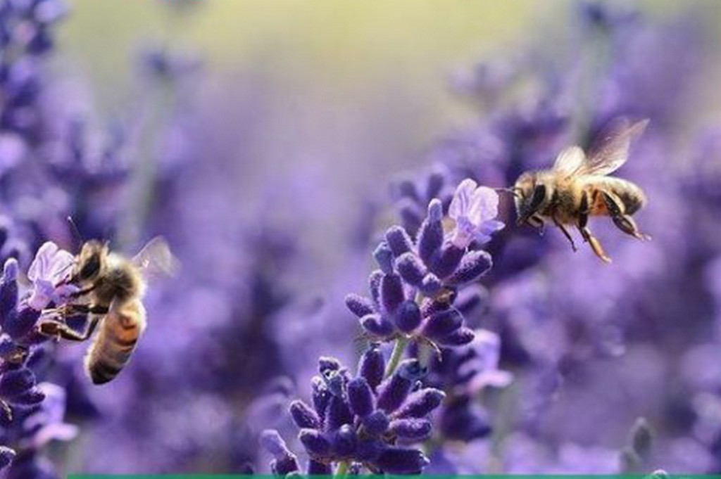 Новости Ингушетии: Пасеки пчеловодов Ингушетии включат в единый российский реестр