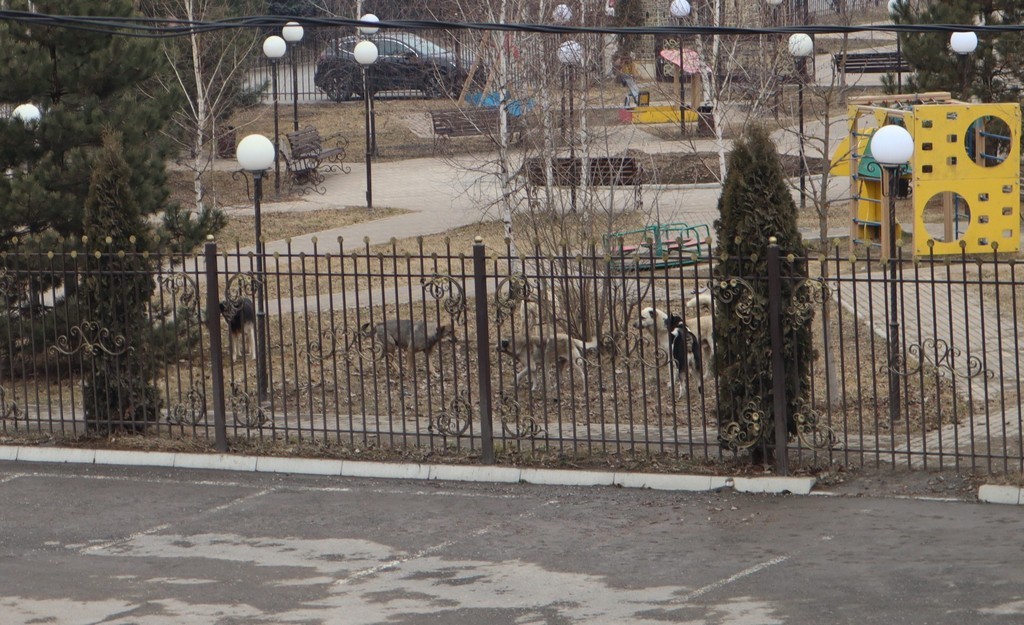 Новости Ингушетии: В ряде муниципальных образований Ингушетии стаи бродячих собак становятся явной угрозой для людей