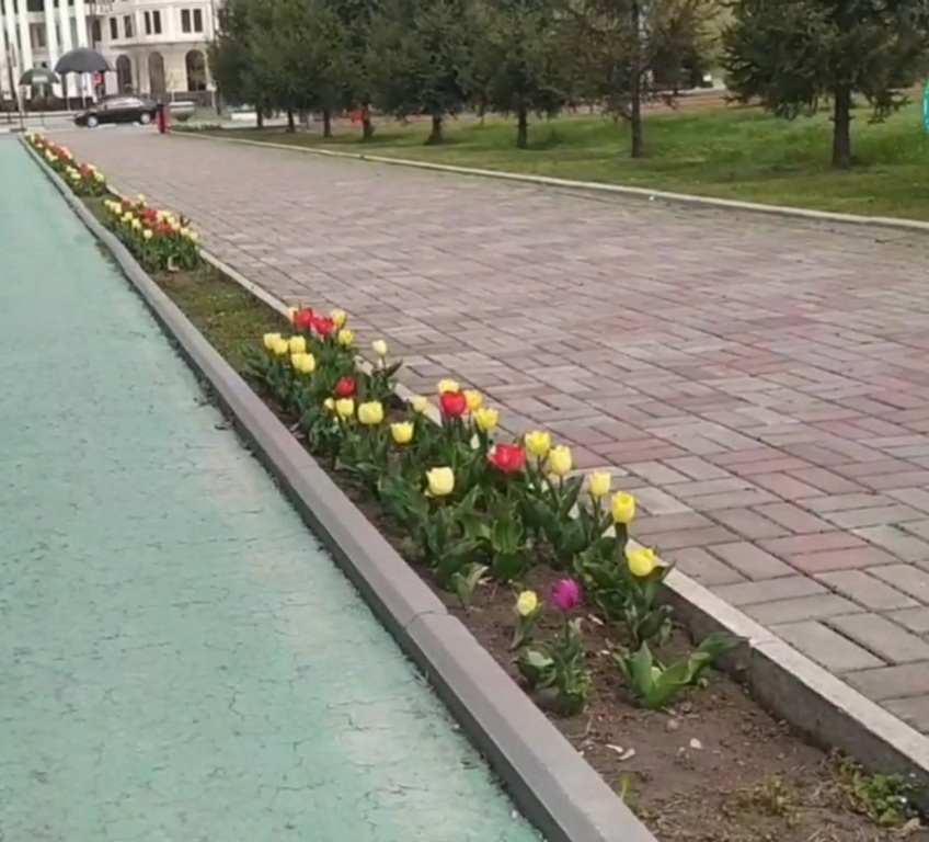 Новости Ингушетии: В столице Ингушетии преступили к весеннему озеленению