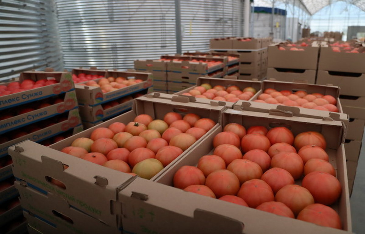 Новости Ингушетии: Агропромышленный комплекс Ингушетии по выращиванию томатов развивается успешно