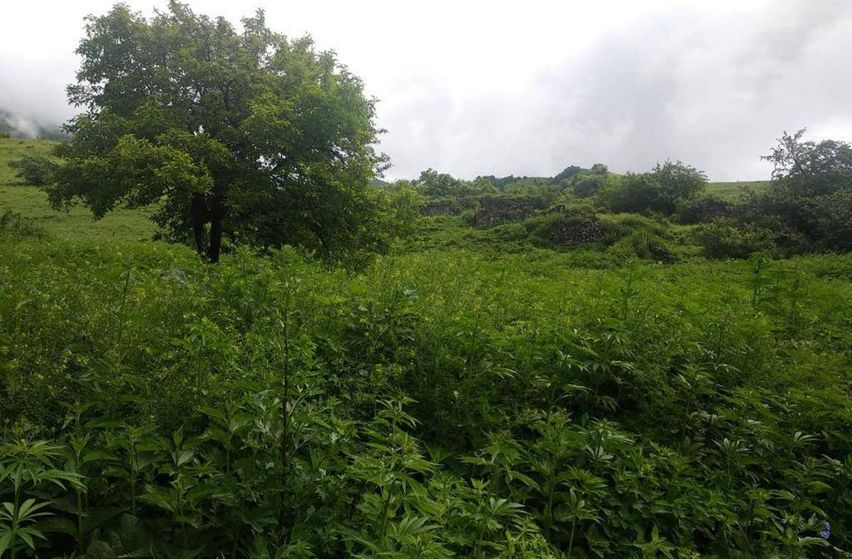 Новости Ингушетии: В горном селе Ингушетии уничтожили целое поле дикорастущей конопли
