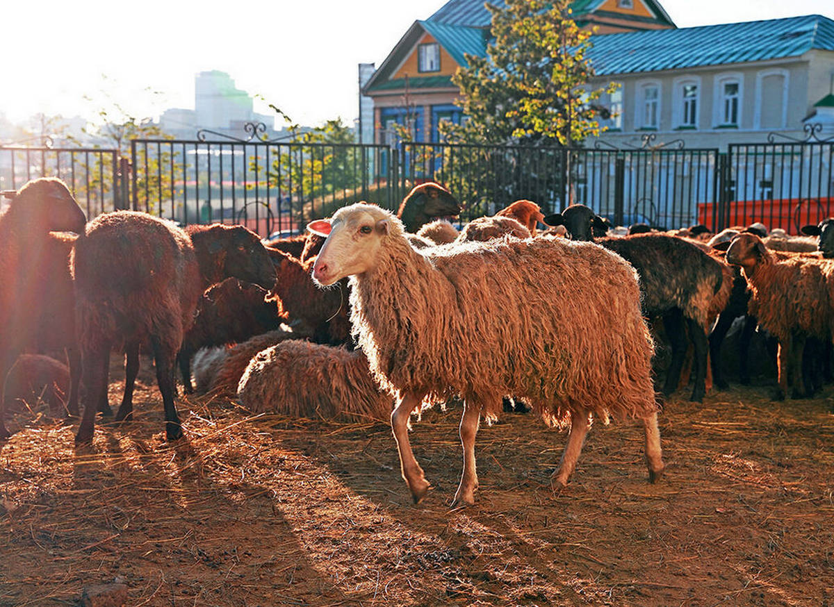 Новости Ингушетии: Более 2000 семей Ингушетии получат в праздник Курбан-Байрам мясо жертвенных животных