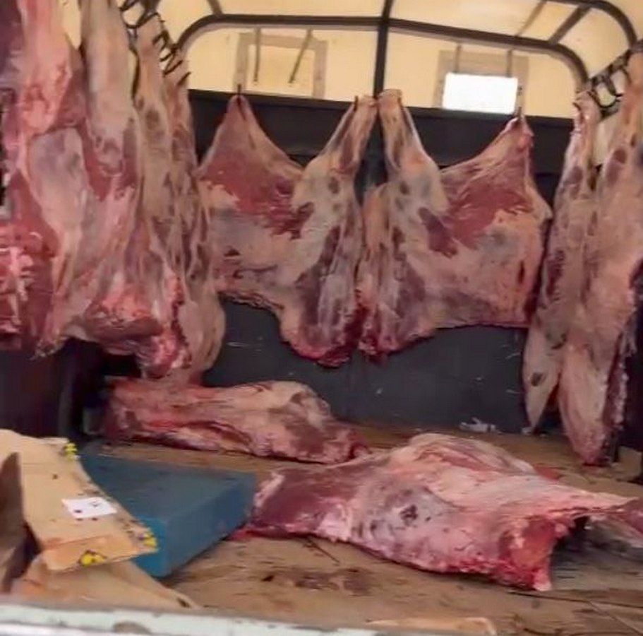 Новости Ингушетии: В Ингушетии задержана машина с мясом крупного рогатого скота без документов