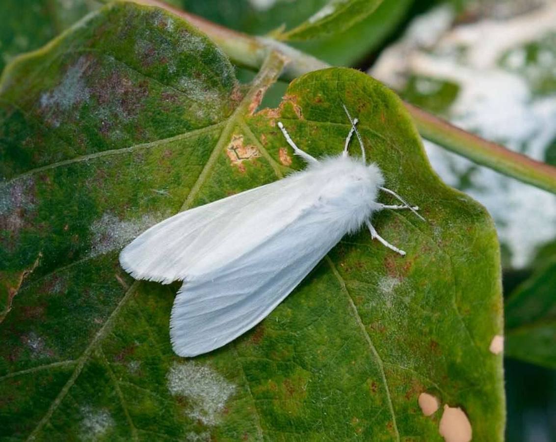 американская белая бабочка гусеница фото деревьев
