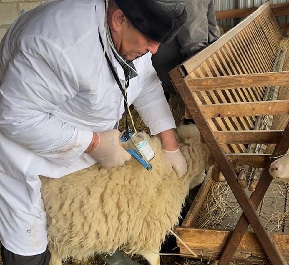 Новости Ингушетии: Ветеринарные службы Ингушетии проводят мероприятия по вакцинации крупного и мелкого рогатого скота