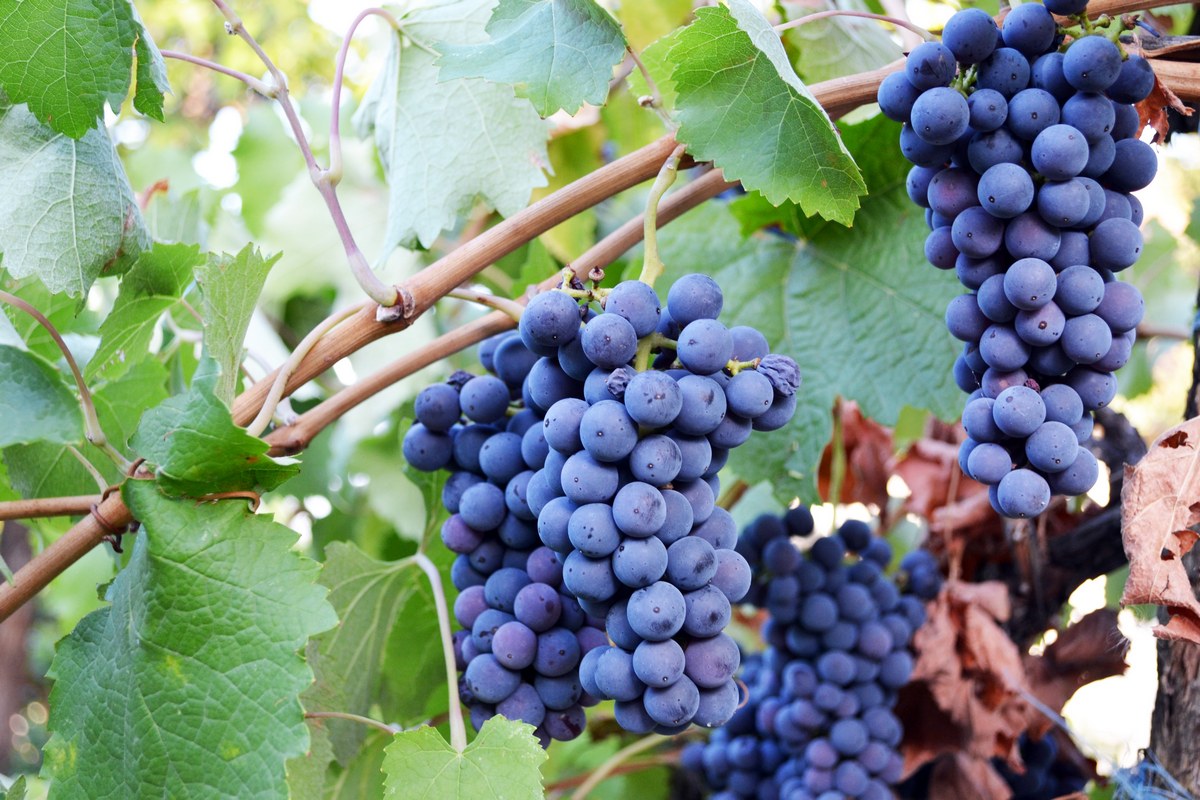 Новости Ингушетии: В 2023 году в Ингушетии планируется заложить 100 га виноградников