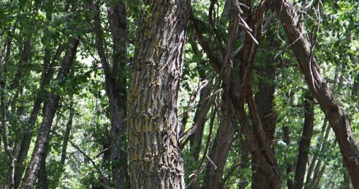 Новости Ингушетии: В 2023 году Минприроды Ингушетии намерено увеличить лесозащитные мероприятия
