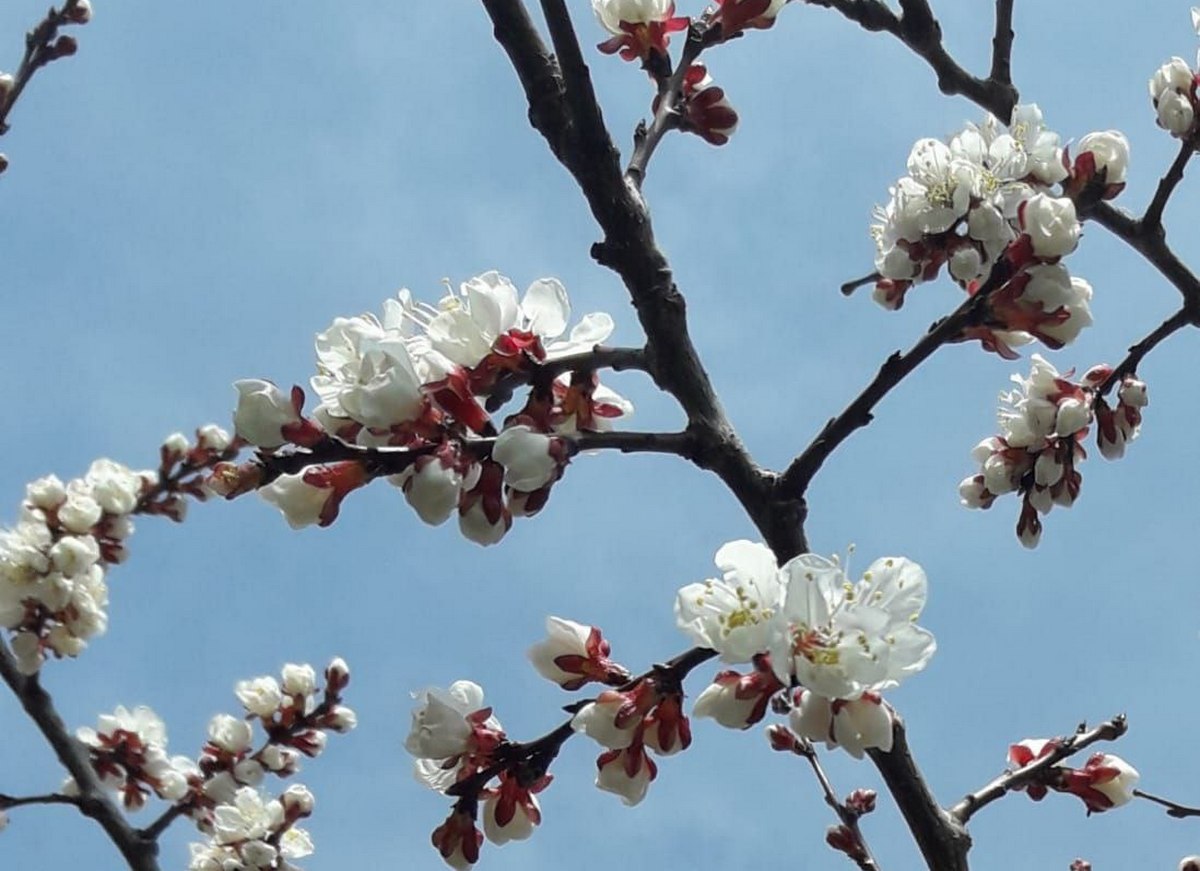 Новости Ингушетии: Весенний первоцвет начинает украшать улицы Ингушетии