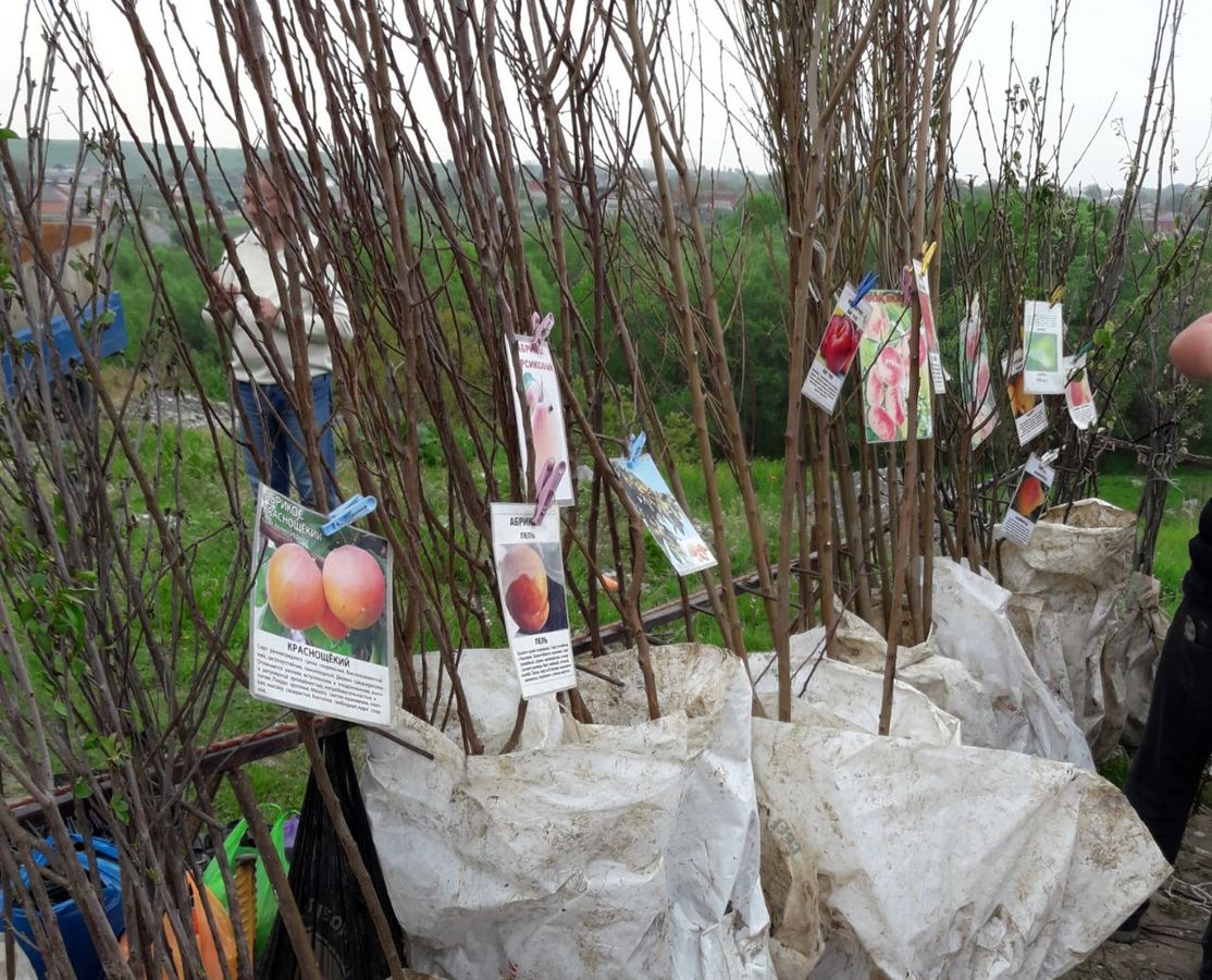 Новости Ингушетии: Жители Ингушетии активно покупают и сажают фруктовые деревья
