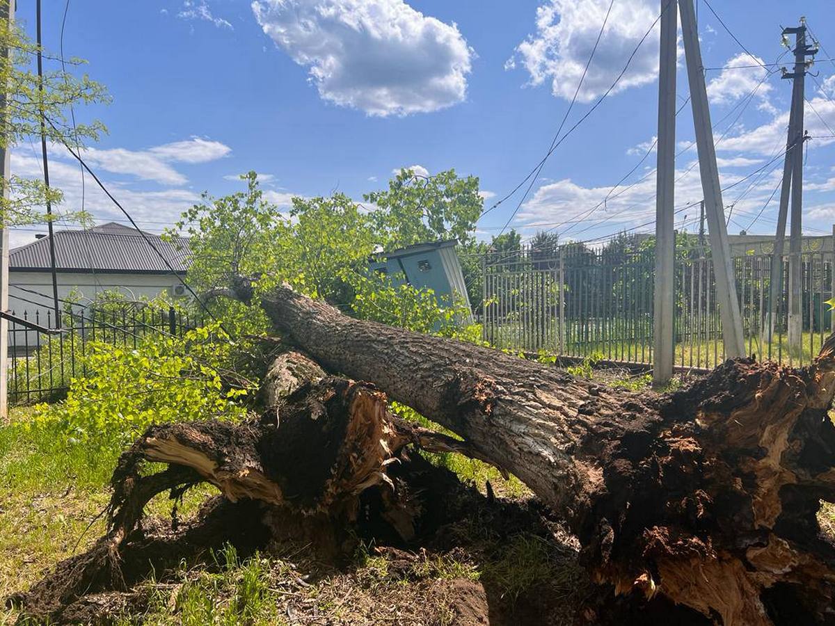 Новости Ингушетии: В Ингушетии в Назрани в связи с обвалом дерева вышел из строя трансформатор