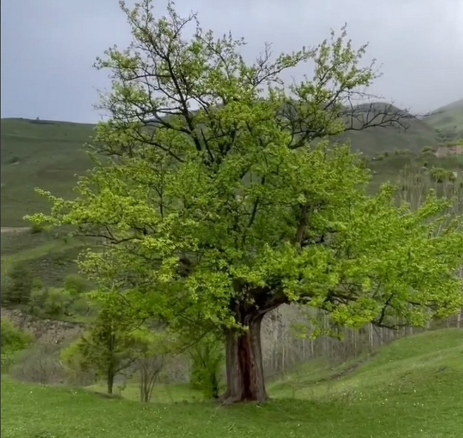 Новости Ингушетии: Жители Ингушетии голосуют за № 24 в конкурсе «Российское дерево года — 2023»