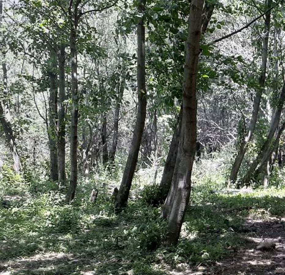 Новости Ингушетии: Лесопатологи не обнаружили вредителей в лесных массивах Ингушетии